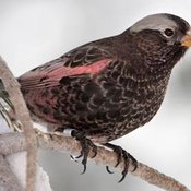 Black Rosy-Finch